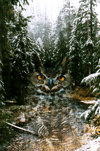 {short description of image}